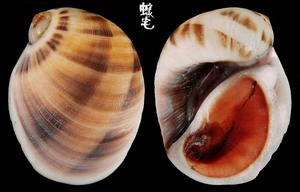 褐帶玉螺 Polinices mammatus 5