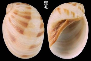 褐帶玉螺 Polinices mammatus 6