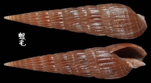 顯眼櫛筍螺 Duplicaria badia 2