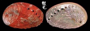 南國鮑螺 Haliotis squamata 1