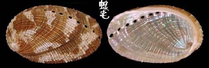 南國鮑螺 Haliotis squamata 2