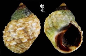 細粒玉黍螺 Granulilittorina exigua 1