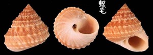 棘玉黍螺 Echininus cumingii spinulosus 2