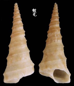 寶塔錐螺 Turritella carinifera
