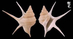 西非鵜足螺 Aporrhais pesgallinae