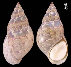 澳洲雉螺 Phasianella australis