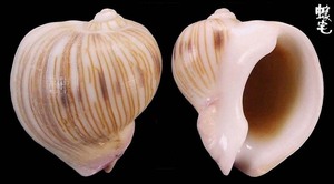 小洋葱榧螺 Melapium lineatum