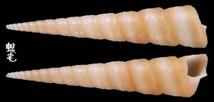 小錐螺 Haustator cingulifera