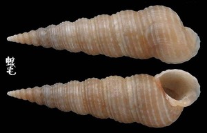 美莎錐螺 Mesalia brevialis