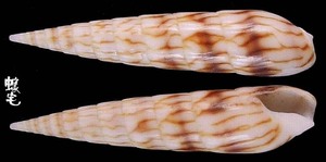 鉛筆筍螺 Hastula penicillata