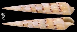 優美筍螺 Terebra pertusa