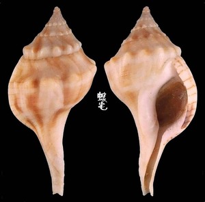 紫口拳螺 Afer porphyrostoma