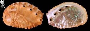 侏儒鮑螺 Haliotis jacnensis