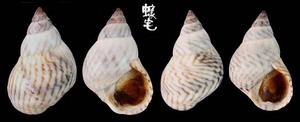 小斑馬玉黍螺 Littorina ziczac