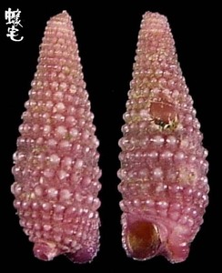 豔珠左錐螺 Mastonia rubra