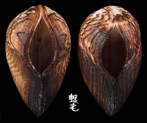 鞋魁蛤 Arca ventricosa 6
