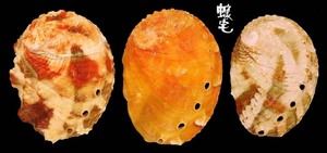 瘤鮑螺 Haliotis varia 6