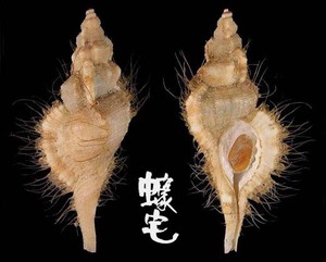 瘦毛法螺 Cymatium tenuiliratum 1