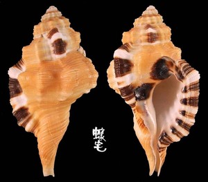 黑斑象鼻法螺 Cymatium grandimaculatum 2