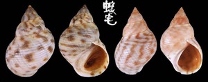 波紋玉黍螺 Littorina undulata 4