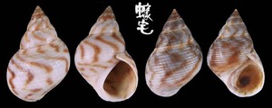 波紋玉黍螺 Littorina undulata 5