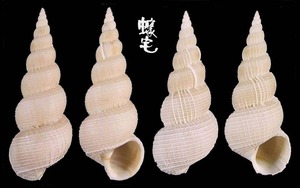 長海螄螺 Amaea magnifica 4
