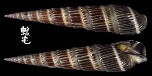 櫛筍螺 Terebra dussumieri 1