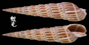 櫛筍螺 Terebra dussumieri 5