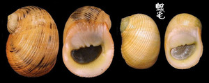 粗紋蜑螺 Nerita undata 2