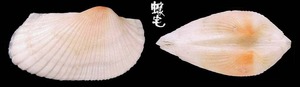 鷹羽魁蛤 Hawaiarca uwaensis 3