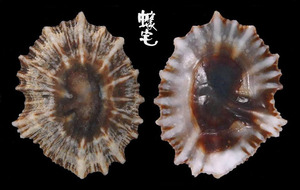 菊松螺 Siphonaria sirius 2