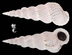 紗布海螄螺 Cirsotrema varicosa 1