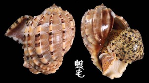 斑節楊桃螺 Harpa articularis 3