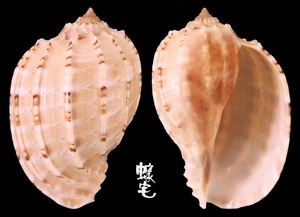 斑節楊桃螺 Harpa articularis 6
