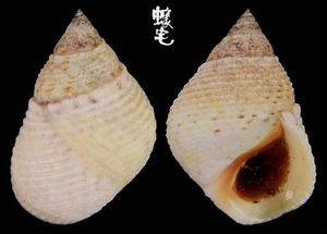 露珠玉黍螺 Littorina irrorata 1