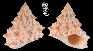 寶塔玉黍螺 Tectarius pagodus 1