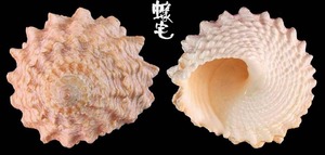 寶塔玉黍螺 Tectarius pagodus 2