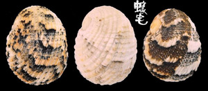 花圓蜑螺 Nerita squamulata 3