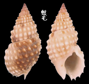 疣織紋螺 Nassarius papillosus 2