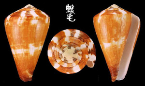 旗幟芋螺 Conus vexillum 4