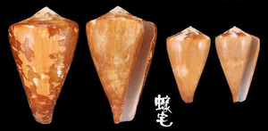 旗幟芋螺 Conus vexillum 5