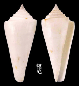 西寶芋螺 Conus sieboldii 2
