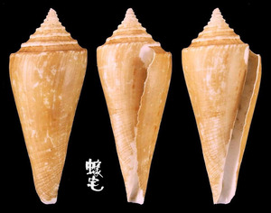 西寶芋螺 Conus sieboldii 3