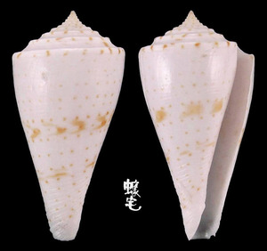 紫羅蘭芋螺 Conus ione 3