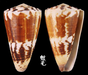 小牛芋螺 Conus vitulinus3