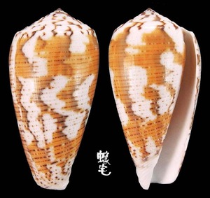 僧袍芋螺 Conus magus 4