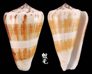 Raphanus芋螺 Conus magus raphanus  3