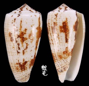 Assimilis芋螺 Conus magus assimilis 4