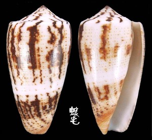 Assimilis芋螺 Conus magus assimilis 5