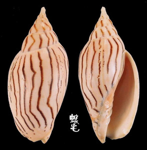 印度渦螺 Harpulina loroisi